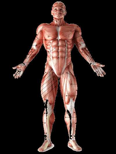 Роль и разделение мышц шеи в движении человека