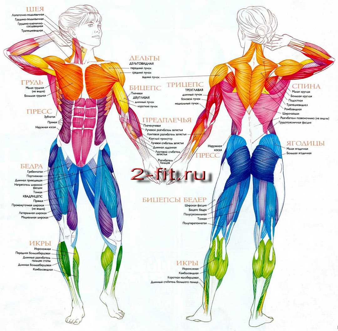 Анатомия мышц человека: основы для фитнеса и бодибилдинга | Сайттайтл