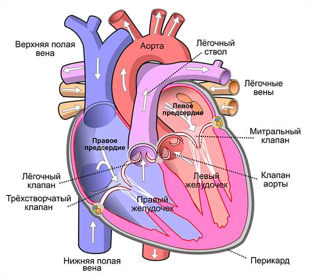 Как влияет физическая активность на частоту сердечных сокращений: причины и последствия