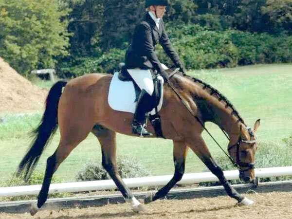 Советы и рекомендации по особенностям тренировки спортивной лошади