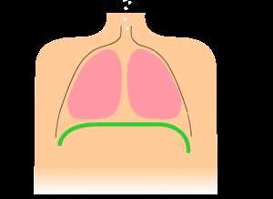 Роль физической нагрузки в изменении параметров дыхательной системы