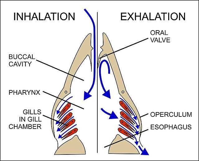 Связь между дыханием и кровообращением