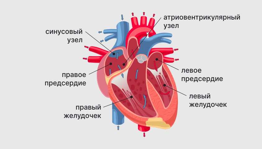 Почему возникают перебои в сердце при физической нагрузке: причины и рекомендации