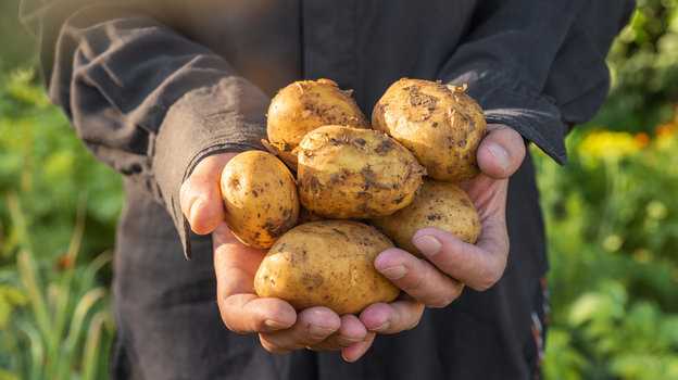 Влияние картофеля на общую работу организма