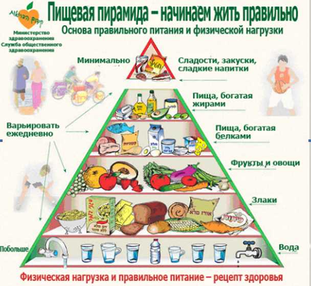 Рациональное здоровое питание: основы пищевой пирамиды и режим питания