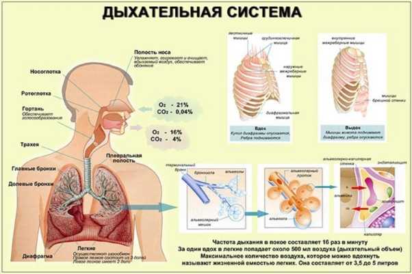 Реакция дыхательной системы на физическую нагрузку: основные механизмы и признаки