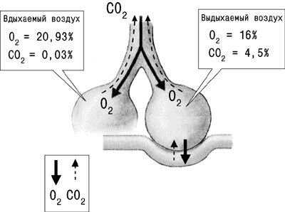 Влияние физических нагрузок на выделение газов организмом: причины и рекомендации