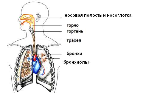 Влияние физической активности на дыхательную систему